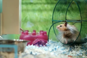 Hamster im Hamsterrad - Foto von Matt Bero auf unsplash.com