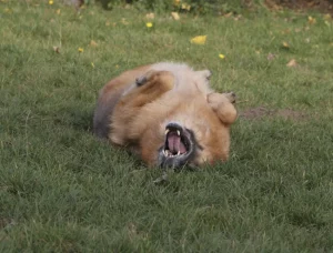 Die Magendrehung (Torsio ventriculi) beim Hund